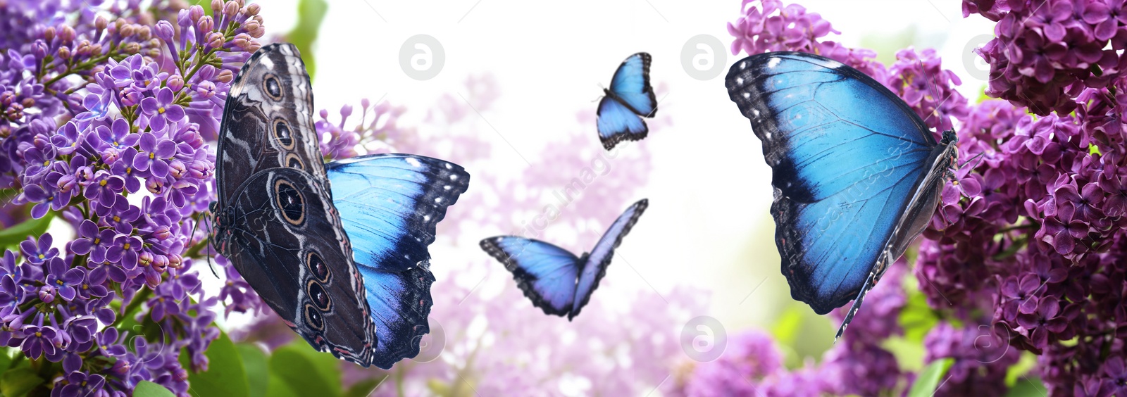 Image of Amazing common morpho butterflies in lilac garden, banner design