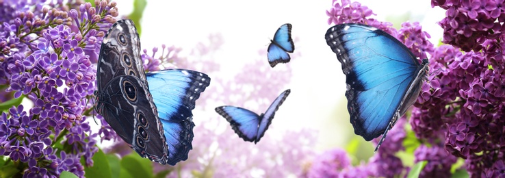 Image of Amazing common morpho butterflies in lilac garden, banner design