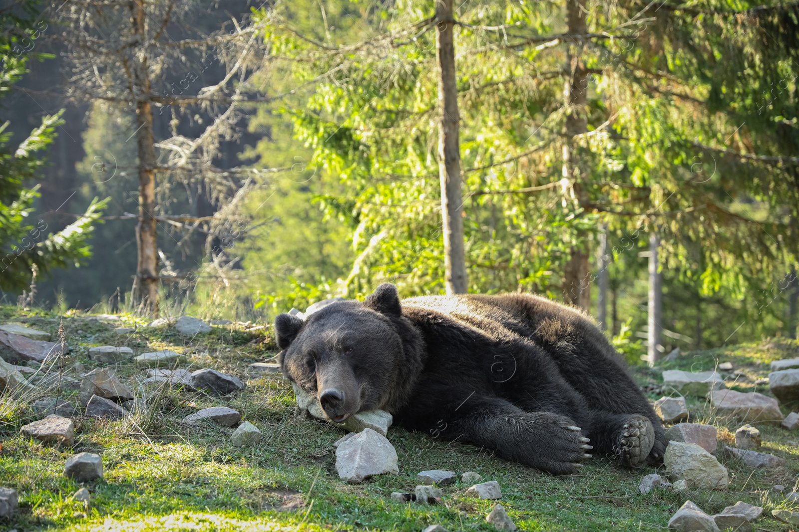 Photo of Brown bear in forest on sunny day, space for text. Wild animal