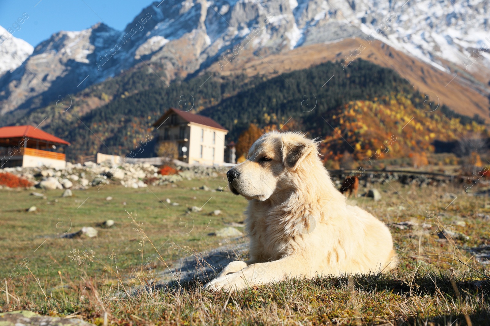 Photo of Adorable dog in mountains on sunny day