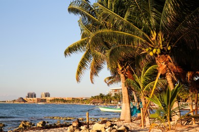 Photo of Picturesque view of sea coast and palm trees on sunny day