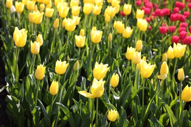 Photo of Beautiful tulip flowers growing outdoors on sunny day, closeup