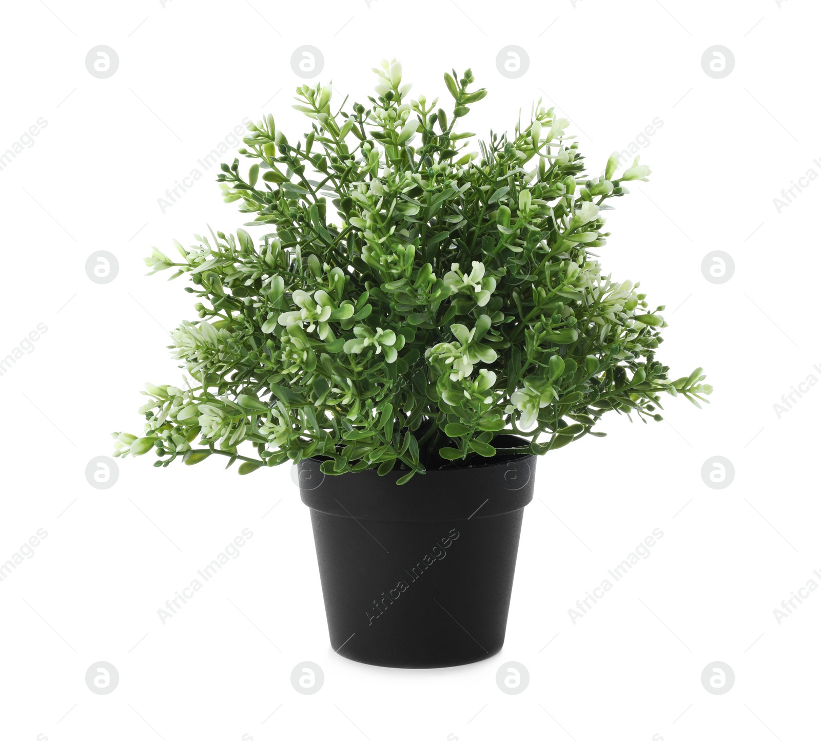 Photo of Beautiful artificial plant in flower pot isolated on white