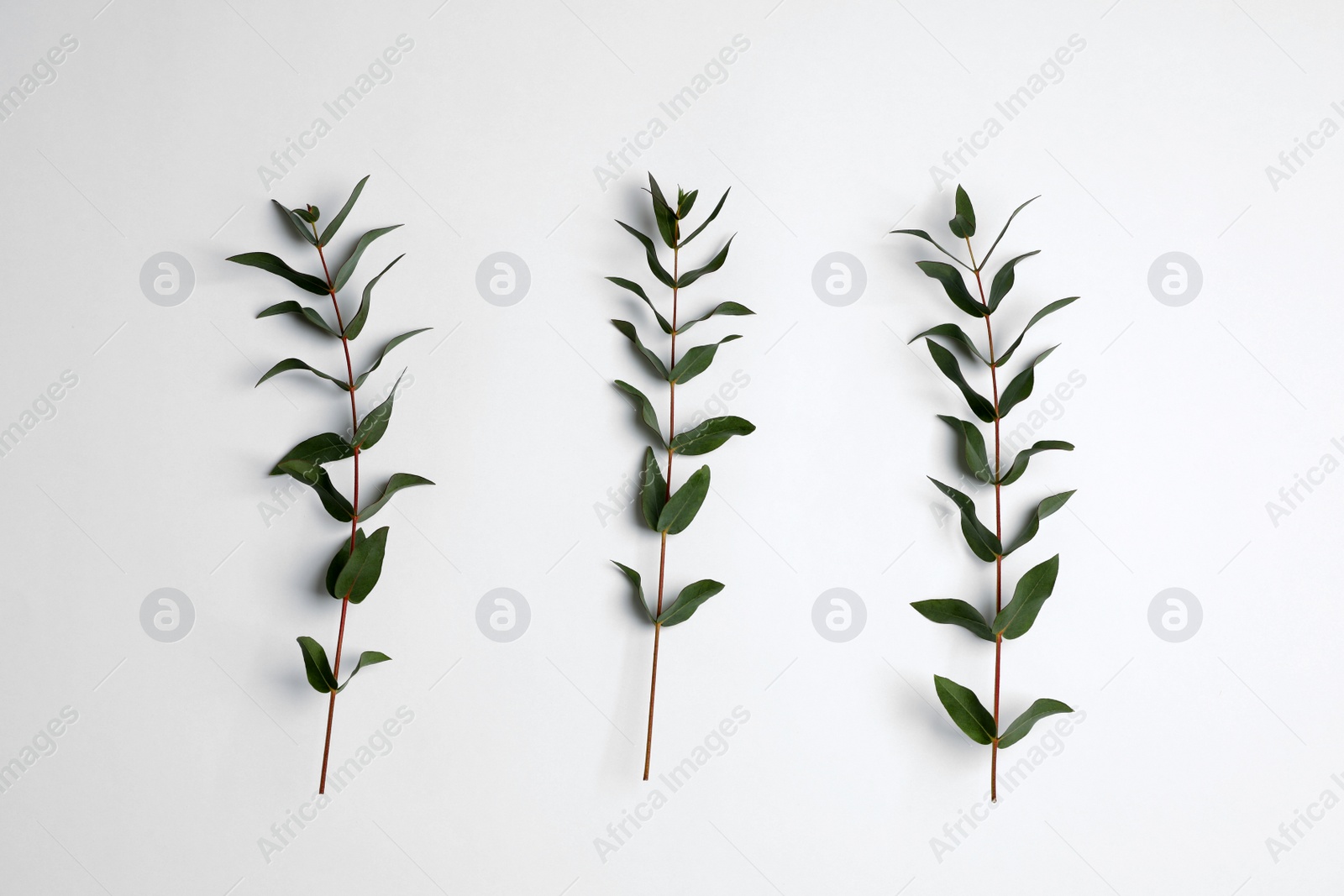 Photo of Eucalyptus branches with fresh green leaves on white background, top view