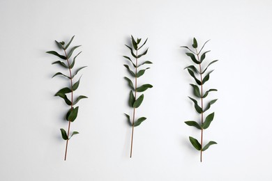 Photo of Eucalyptus branches with fresh green leaves on white background, top view