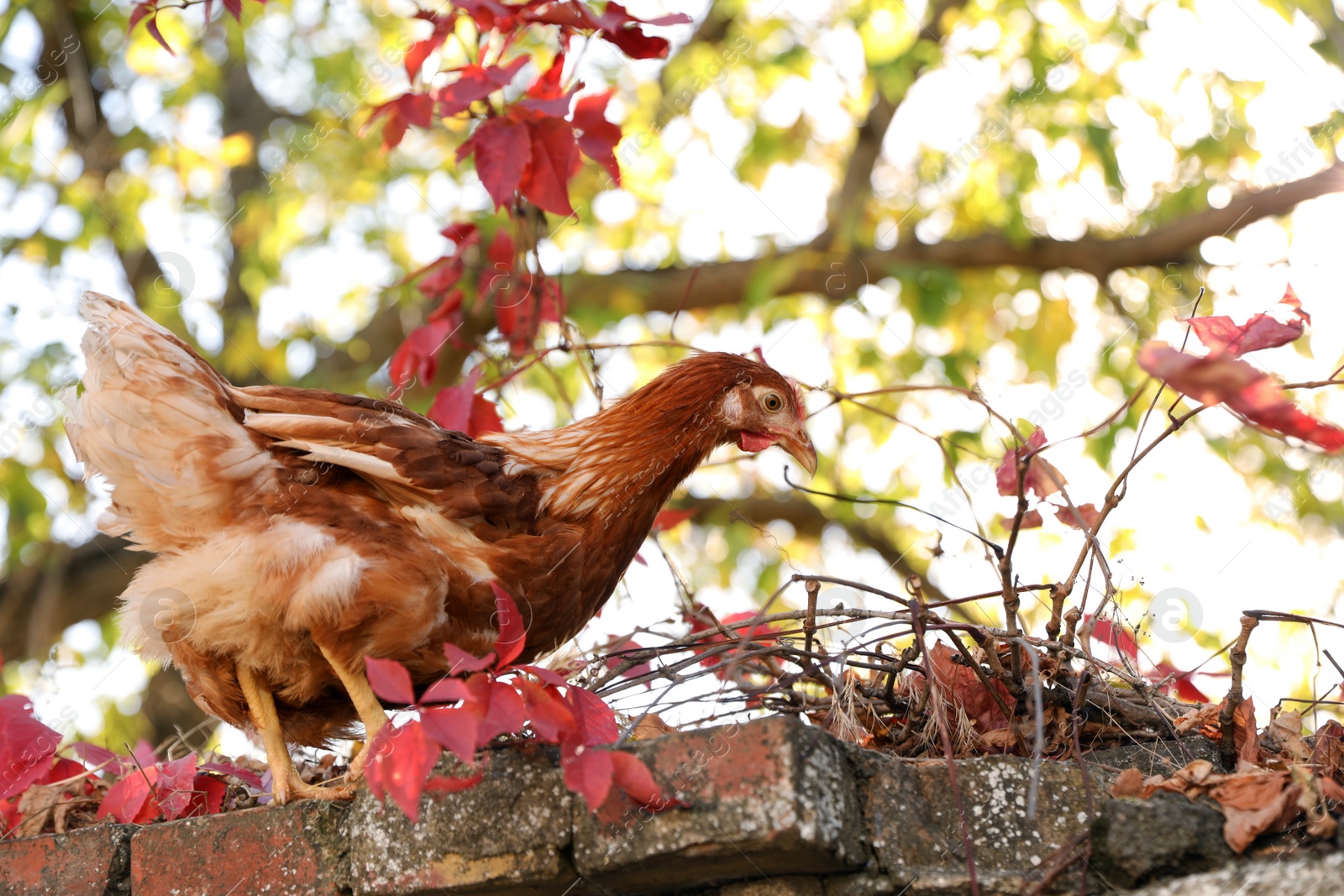 Photo of Beautiful chicken on stone fence in farmyard. Domestic animal