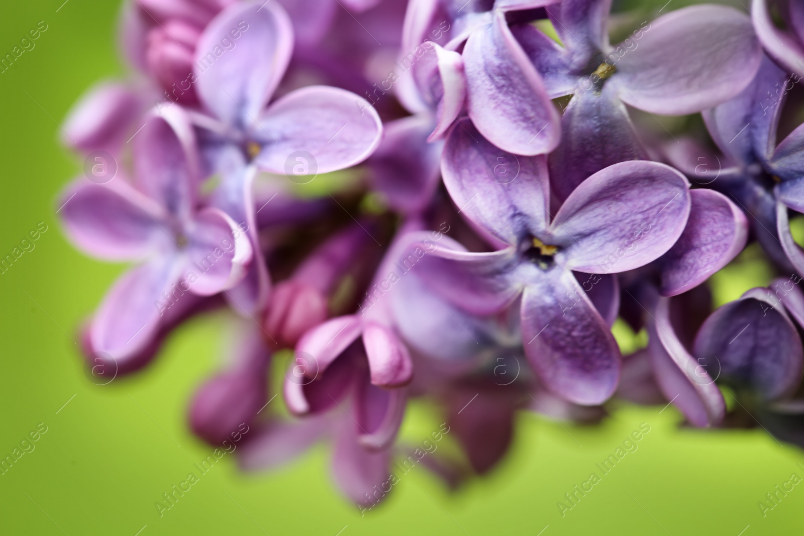 Photo of Beautiful blossoming lilac flowers on color background, closeup. Space for text