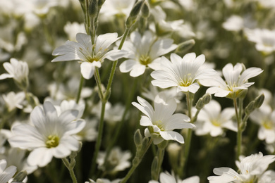 Photo of Closeup view of beautiful white meadowfoam field