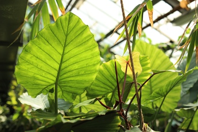 Beautiful tropical plant with lush leaves in greenhouse