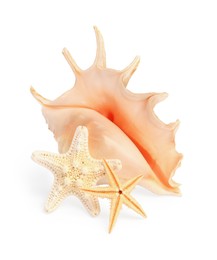 Beautiful sea stars (starfishes) and seashell isolated on white