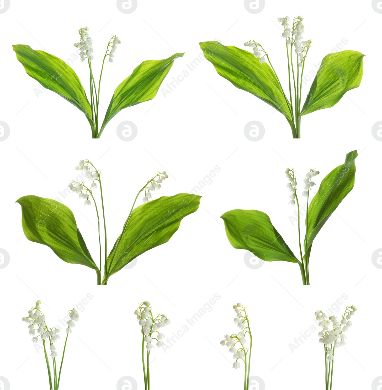 Image of Collage with beautiful lilies of the valley on white background