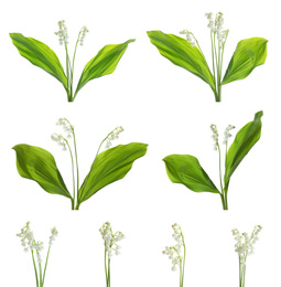 Image of Collage with beautiful lilies of the valley on white background