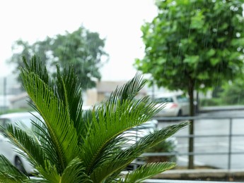 Photo of Beautiful green palm leaves outdoors under rain