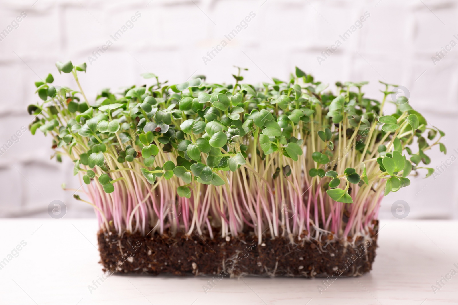 Photo of Fresh organic microgreen sprouts on white table, closeup