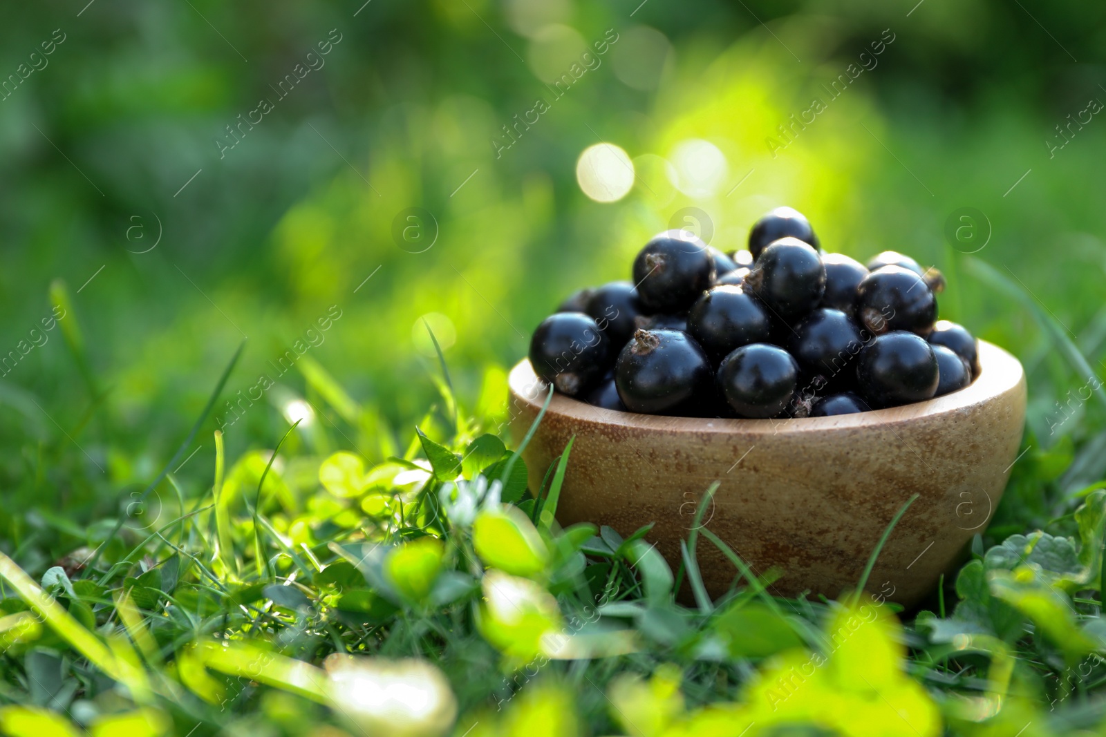 Photo of Ripe blackcurrants in bowl on green grass. Space for text