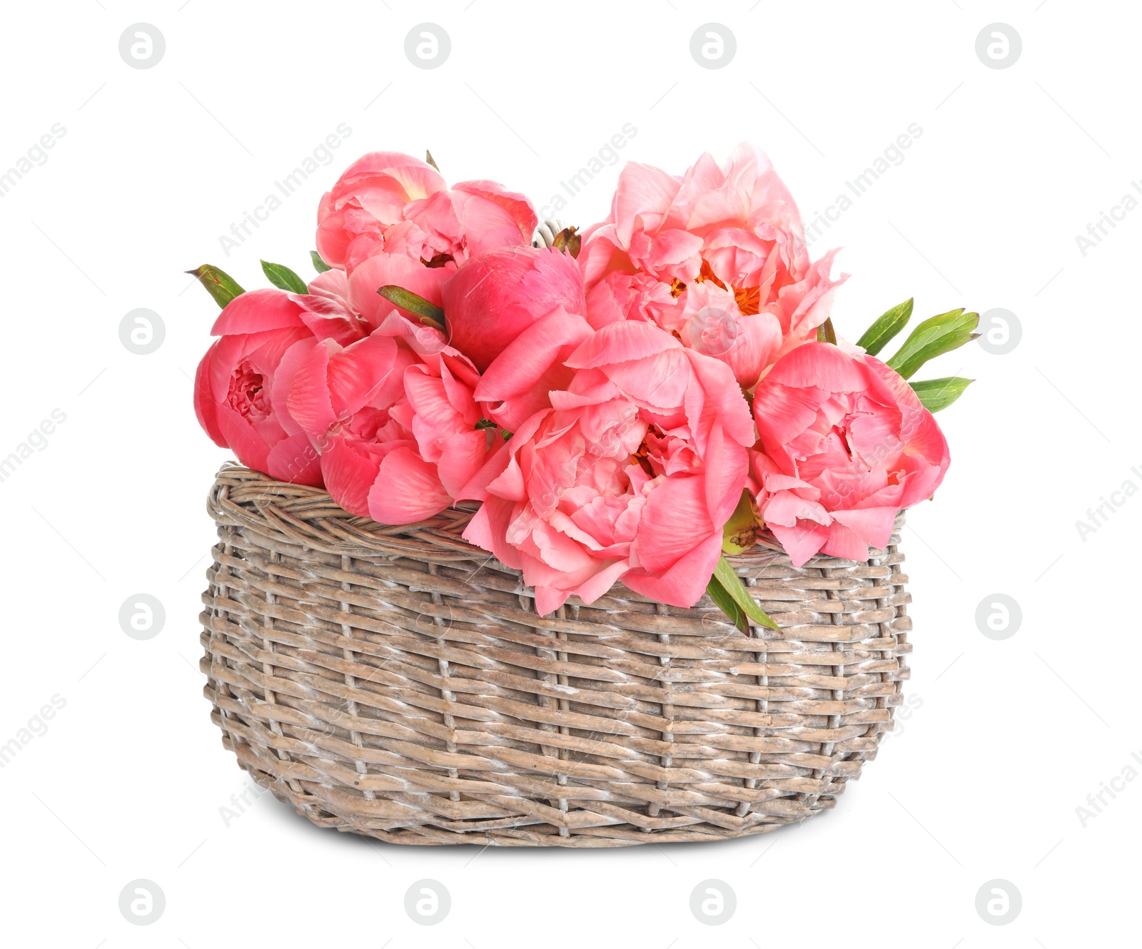 Photo of Wicker basket with beautiful pink peonies on white background