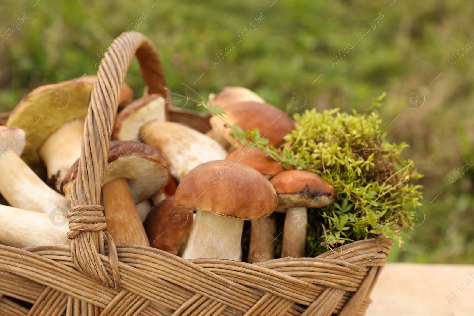 Photo of Wicker basket with fresh wild mushrooms outdoors, closeup