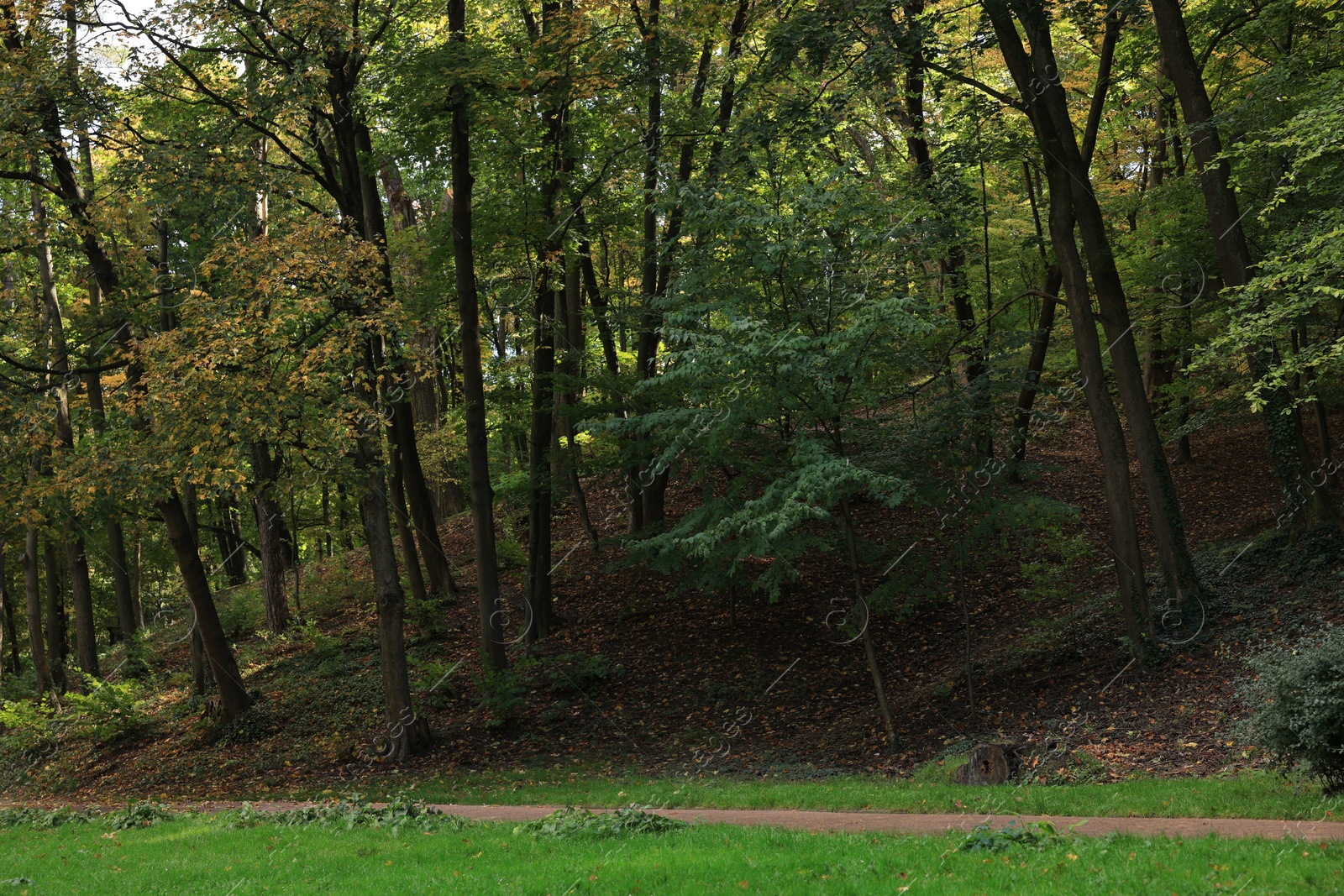 Photo of Pathway, green grass and trees in beautiful public city park on autumn day