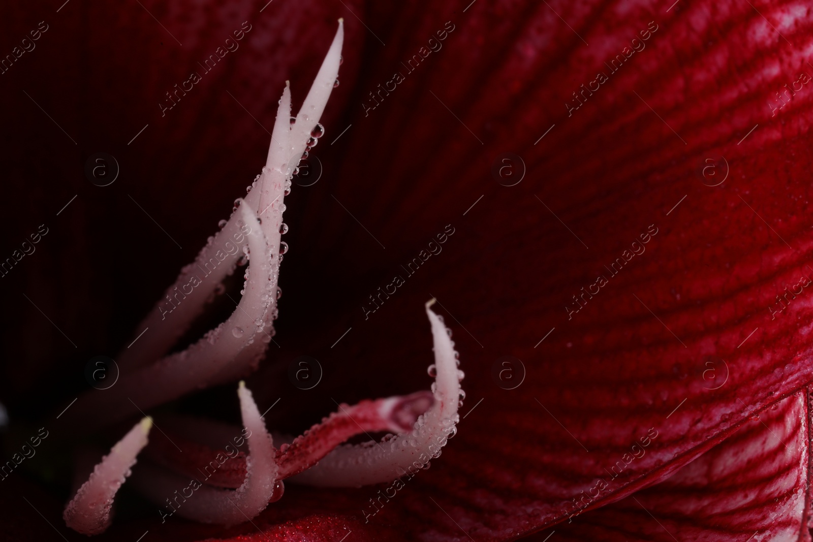 Photo of Beautiful red amaryllis flower with water drops as background, macro view