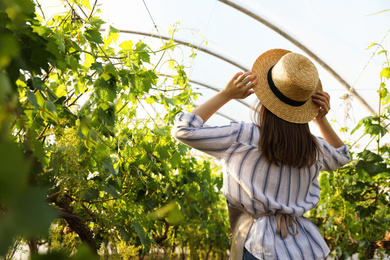 Photo of Woman among cultivated grape plants in greenhouse
