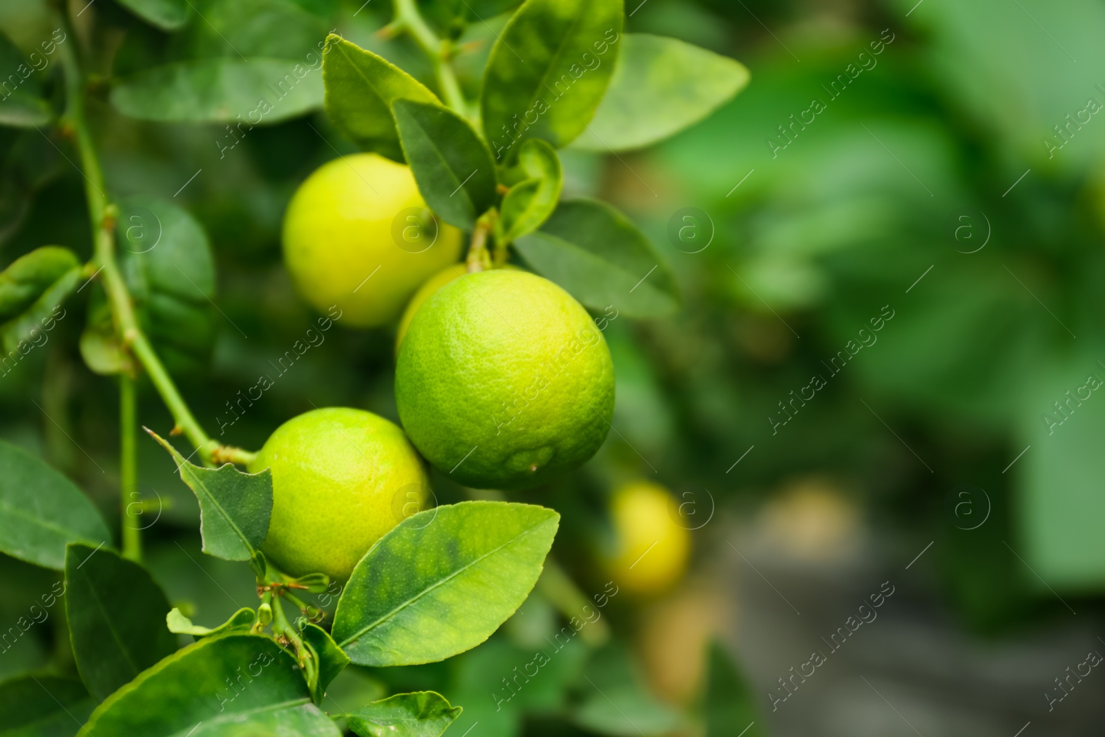 Photo of Ripe limes growing on tree branch in garden, closeup. Space for text