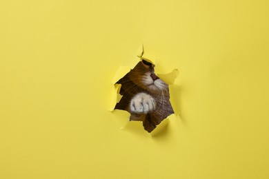 Photo of Cute cat looking through hole in yellow paper