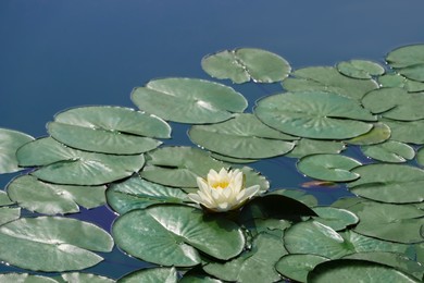 Pond with beautiful lotus flower and leaves