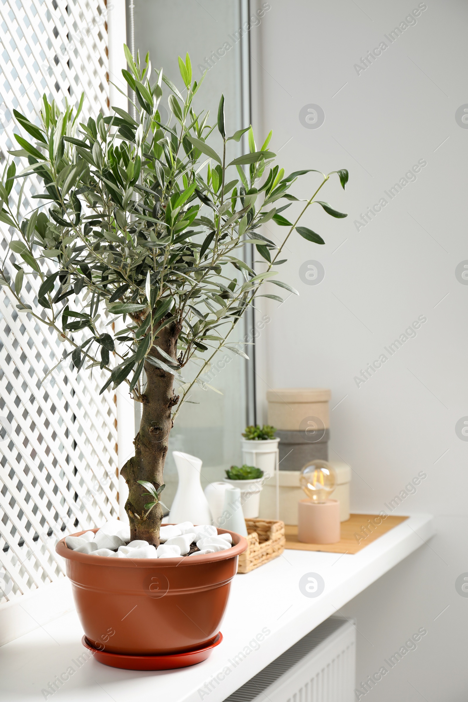 Photo of Beautiful potted olive tree and stylish accessories on window sill indoors