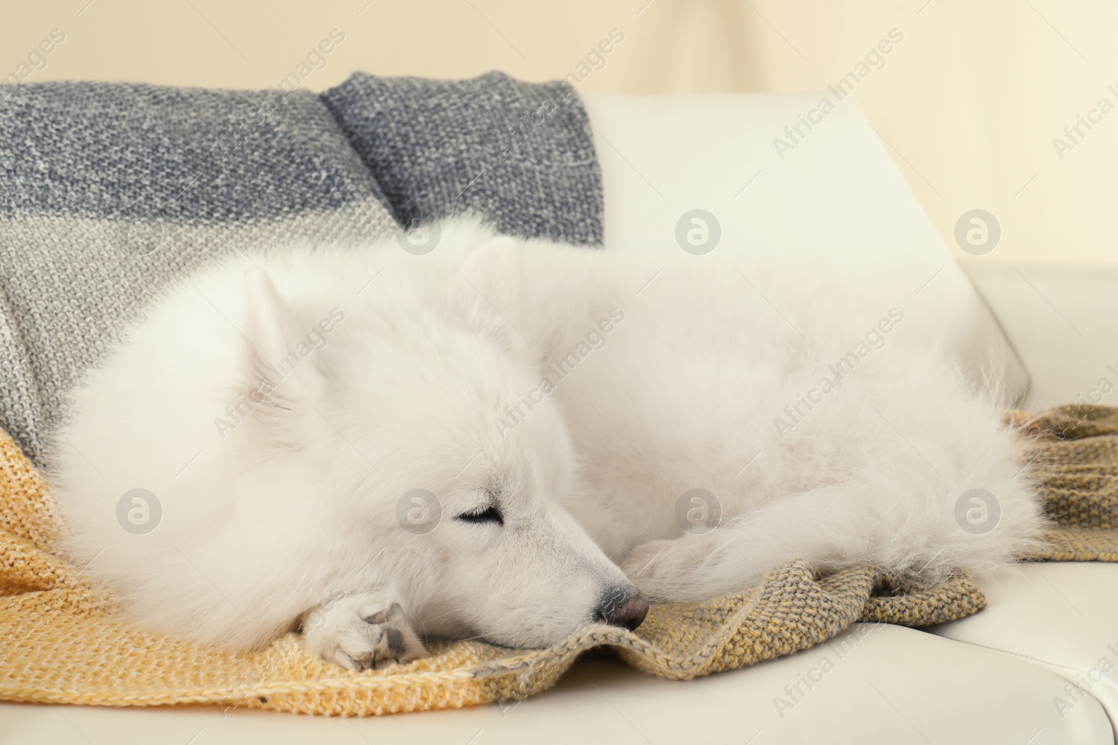 Photo of Adorable Samoyed dog sleeping on soft blanket