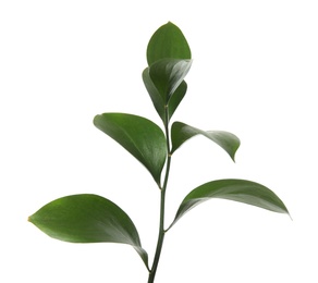 Photo of Ruscus branch with fresh green leaves on white background