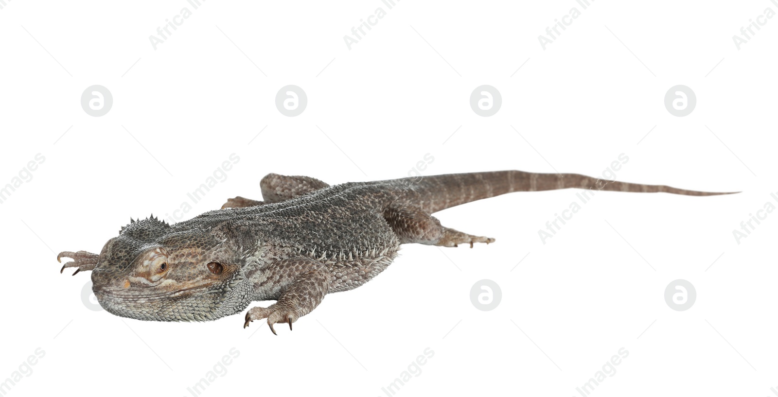 Photo of Bearded lizard (Pogona barbata) isolated on white. Exotic pet