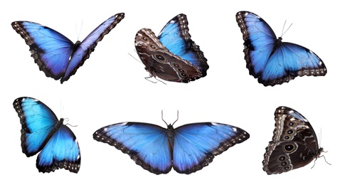 Image of Set of beautiful blue morpho butterflies on white background. Banner design 