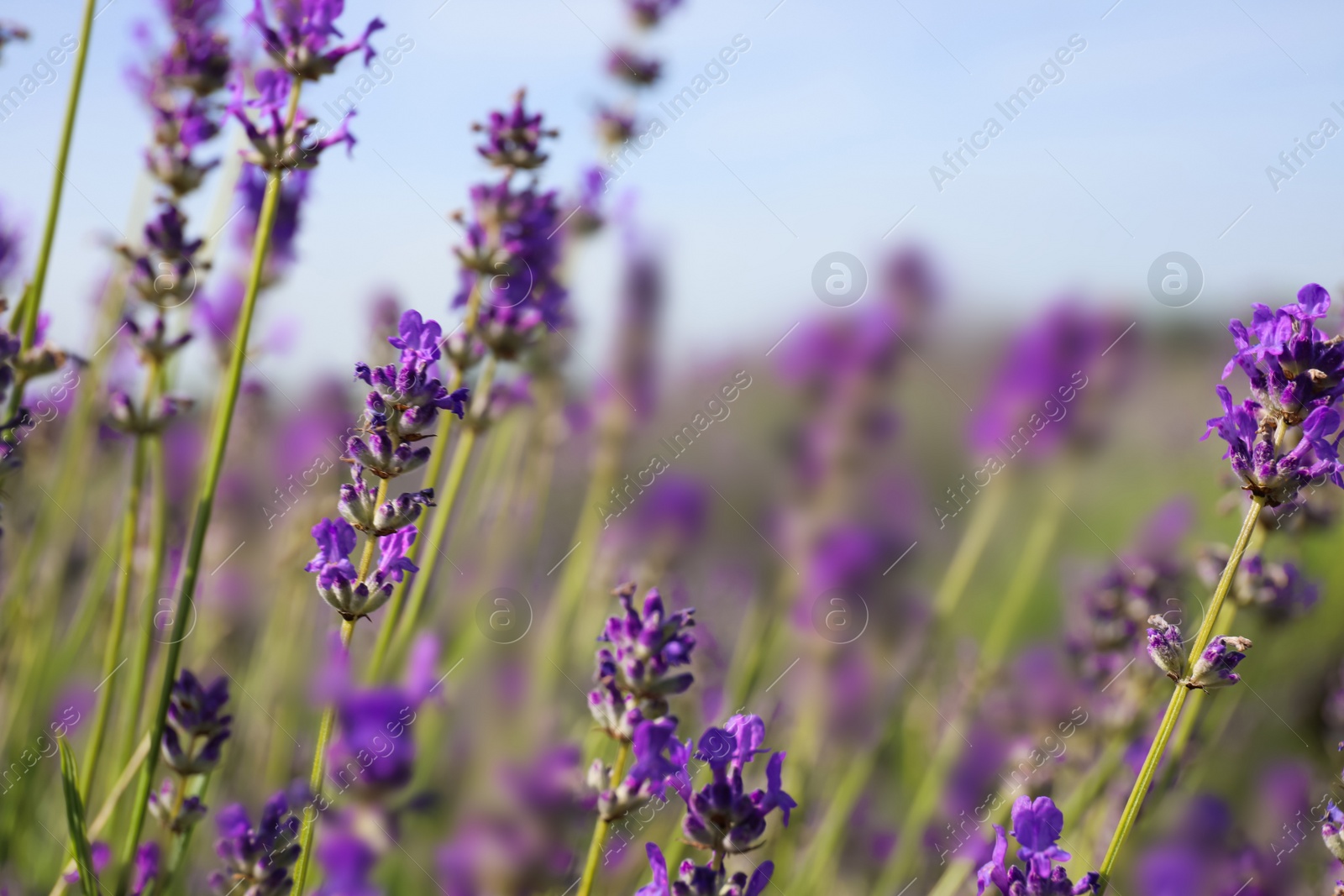 Photo of Beautiful blooming lavender field on summer day, closeup