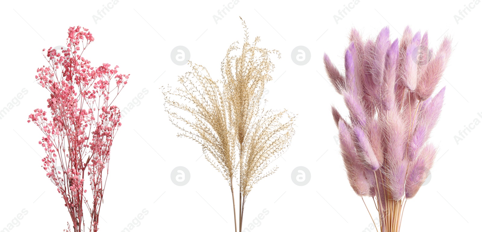 Image of Set with beautiful decorative dry flowers on white background, banner design 