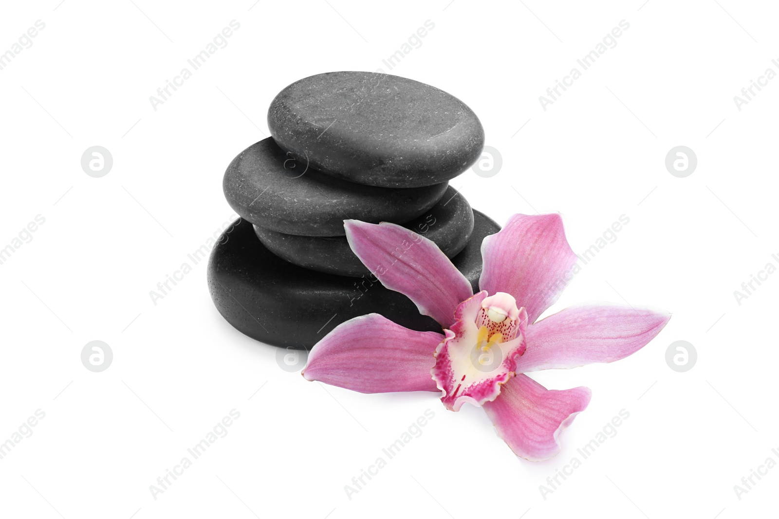 Photo of Beautiful orchid flower and spa stones on white background