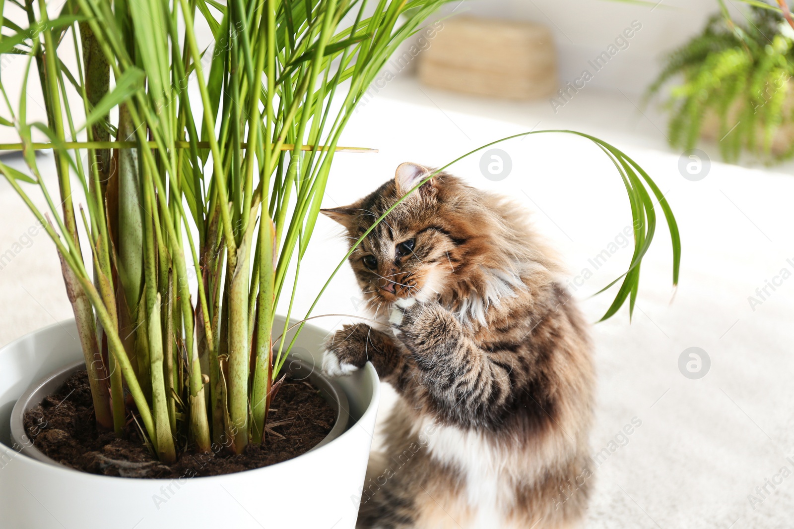 Photo of Adorable cat playing with houseplant on floor at home