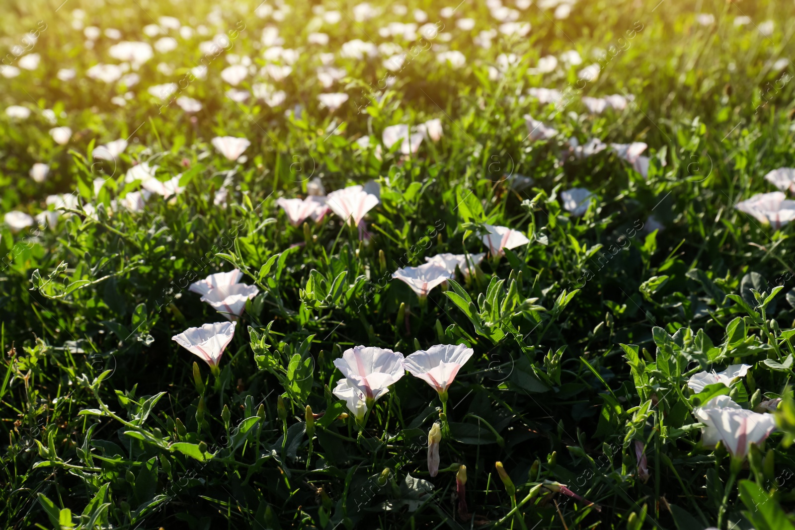 Photo of Beautiful white bindweed flowers growing in garden