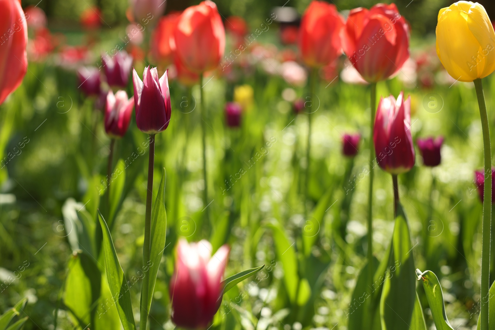 Photo of Beautiful bright tulips growing outdoors on sunny day, closeup