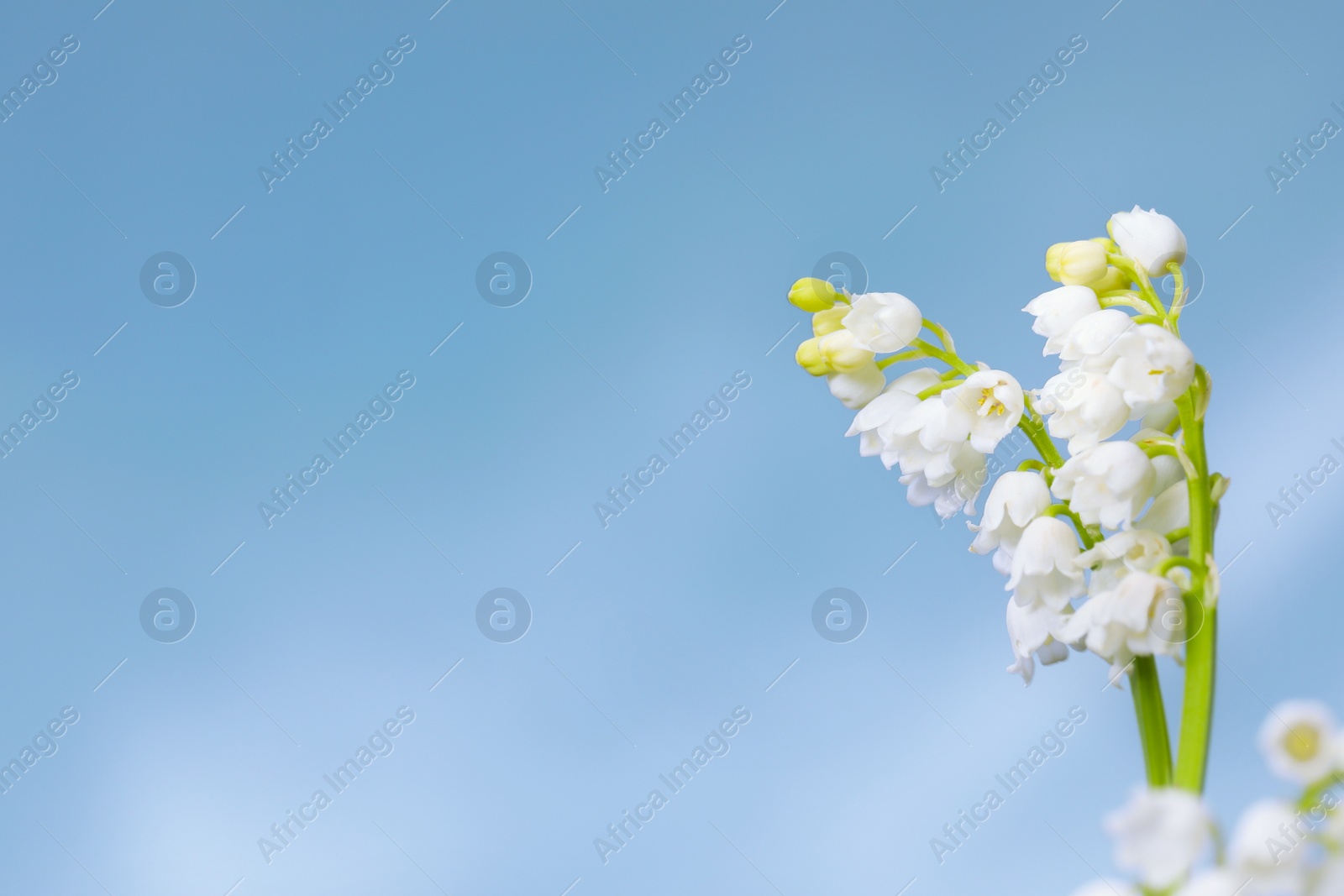 Photo of Beautiful lily of the valley flowers against blue sky, closeup. Space for text