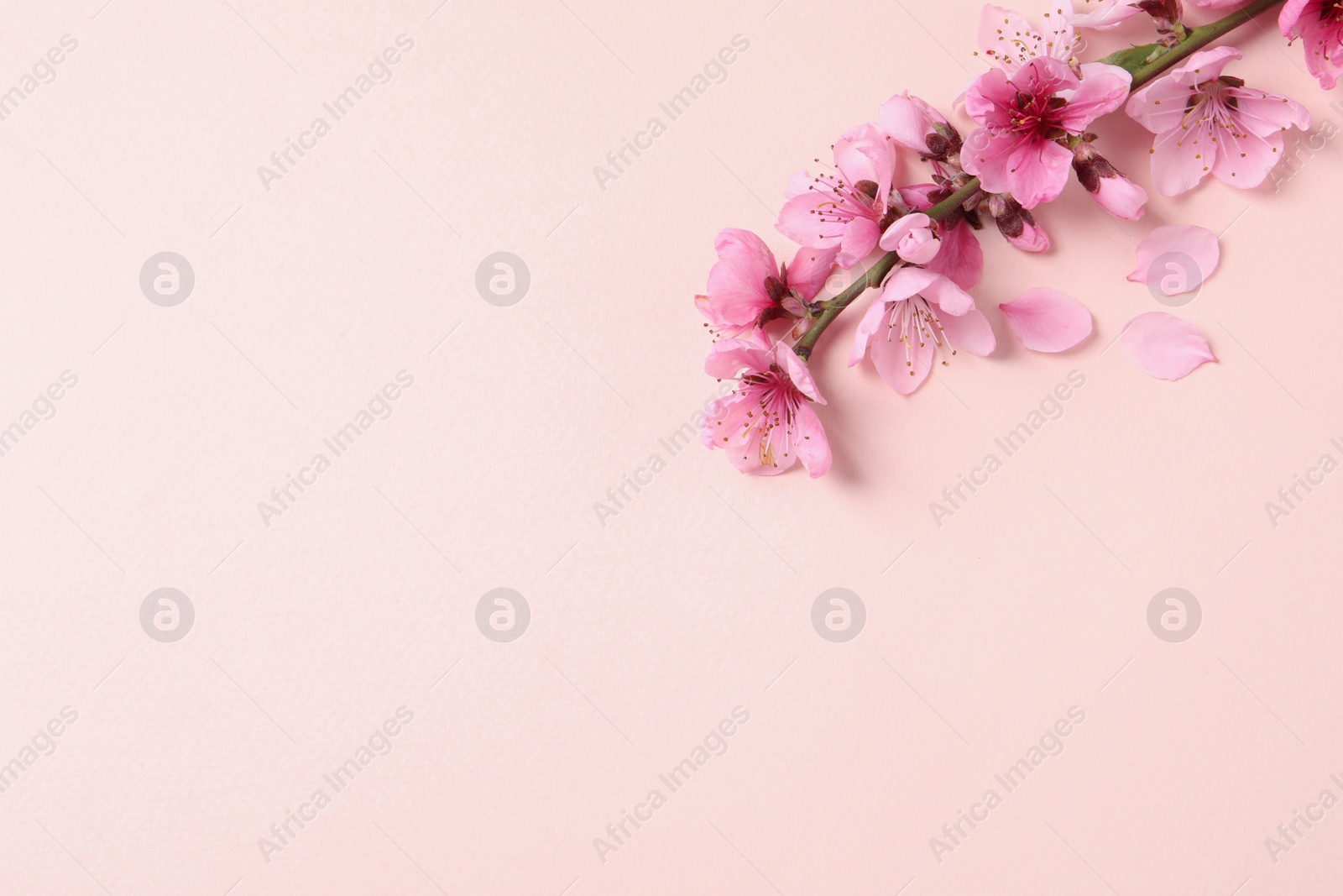Photo of Beautiful sakura tree blossoms on beige background, flat lay. Space for text