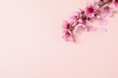 Beautiful sakura tree blossoms on beige background, flat lay. Space for text