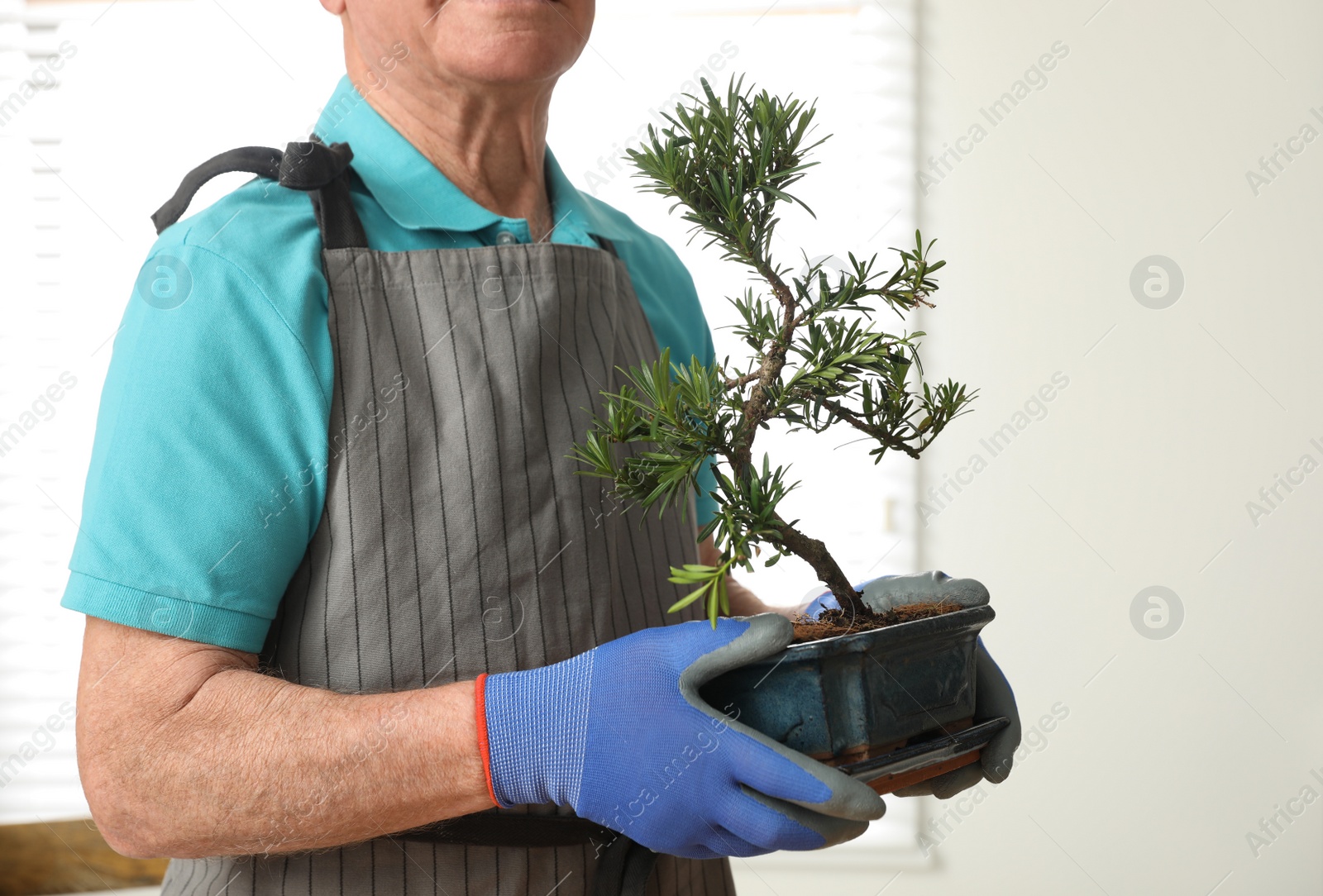 Photo of Senior man with Japanese bonsai plant indoors, closeup. Creating zen atmosphere at home