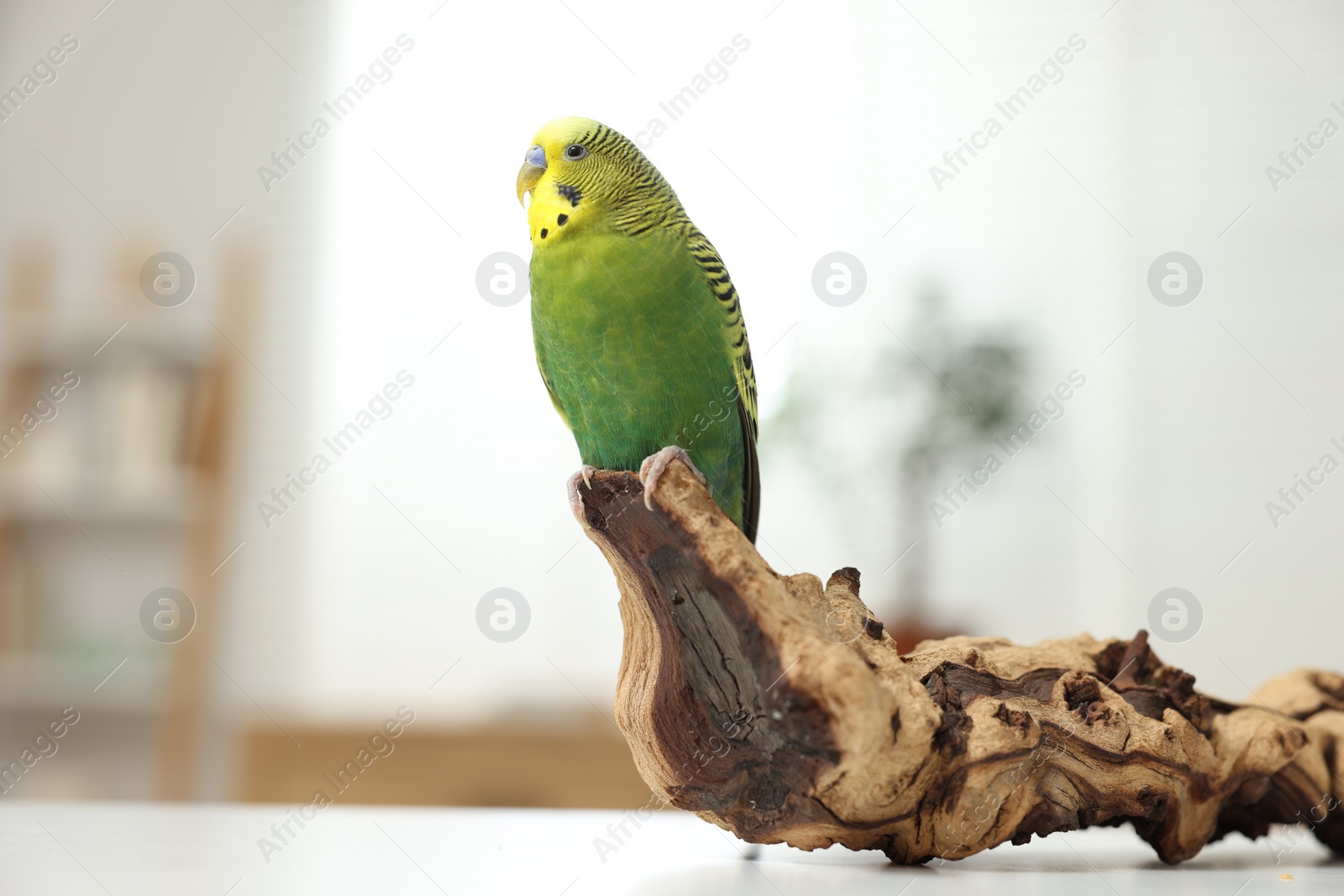 Photo of Pet parrot. Beautiful budgerigar siting on snag on table indoors, space for text