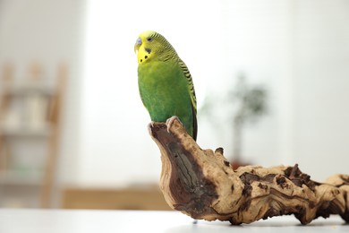 Pet parrot. Beautiful budgerigar siting on snag on table indoors, space for text