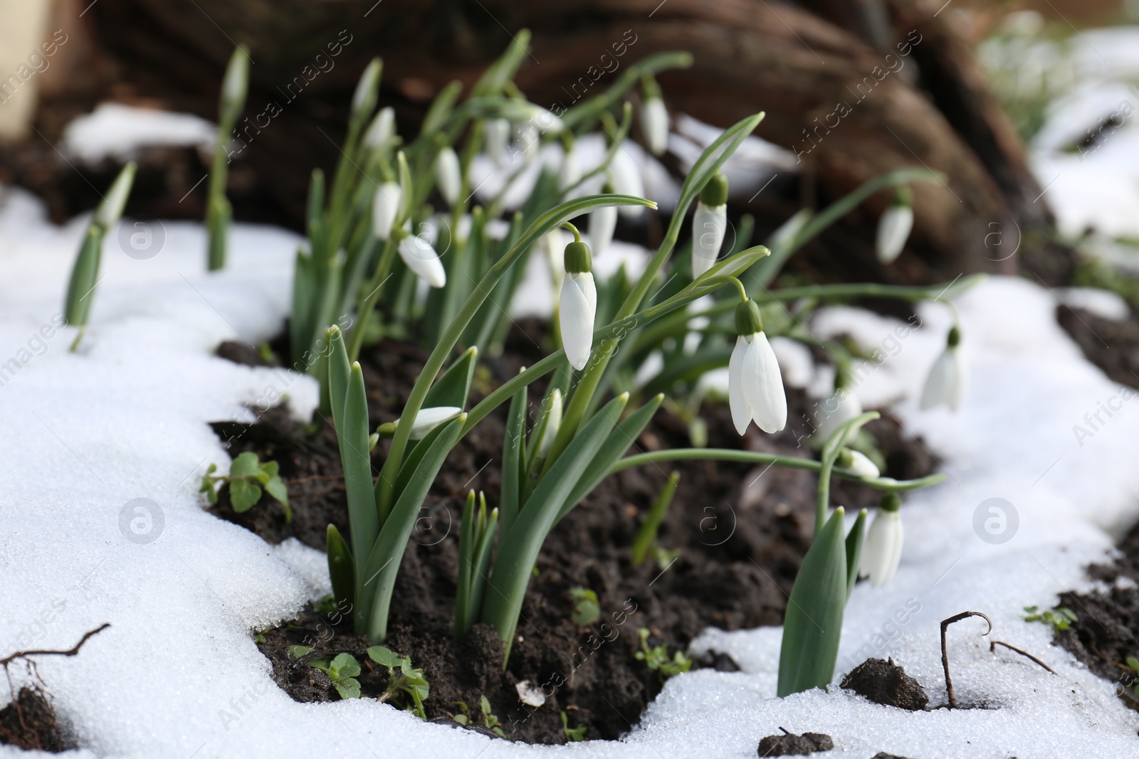 Photo of Beautiful blooming snowdrops growing outdoors. Spring flowers