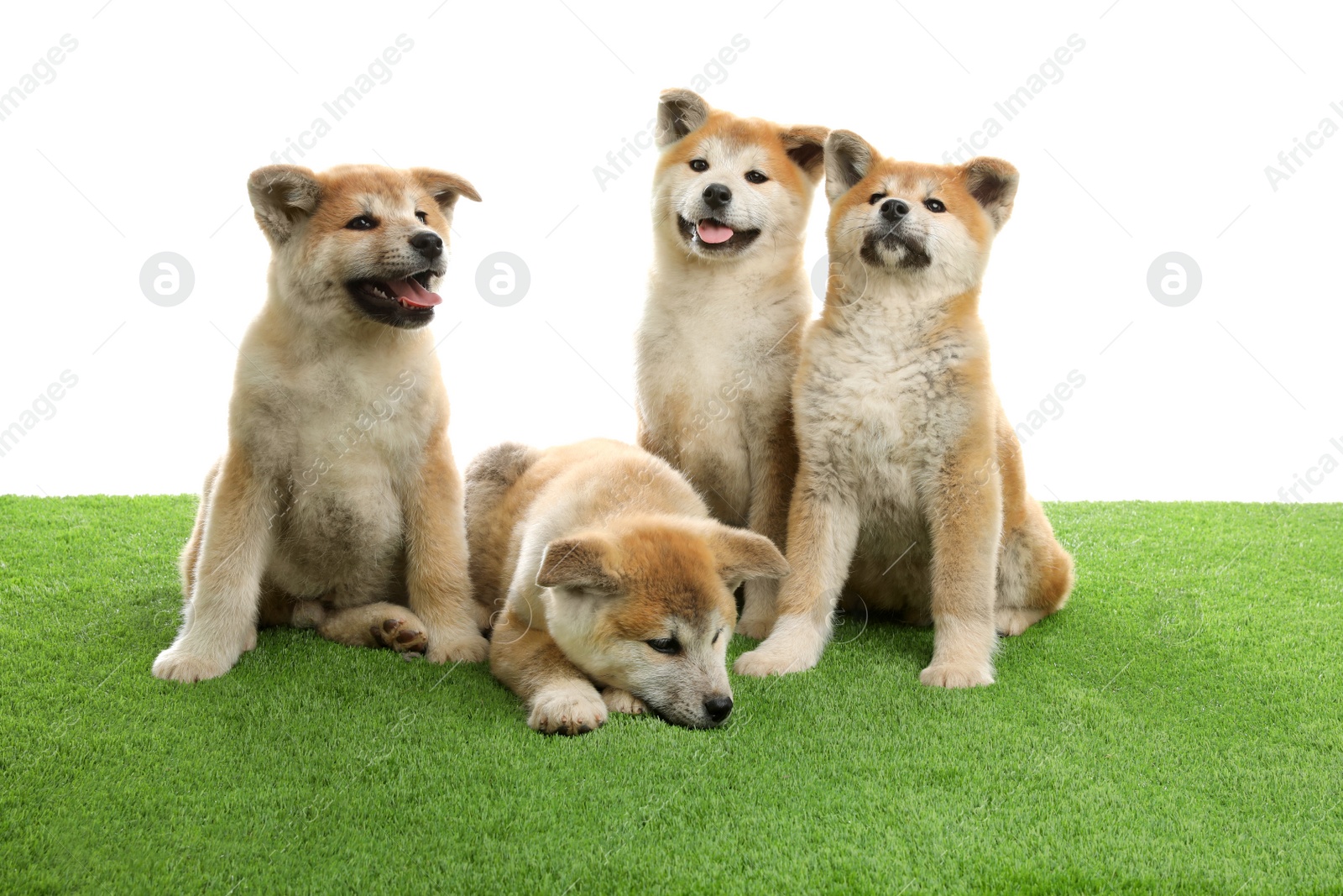 Photo of Cute akita inu puppies on artificial grass against white background