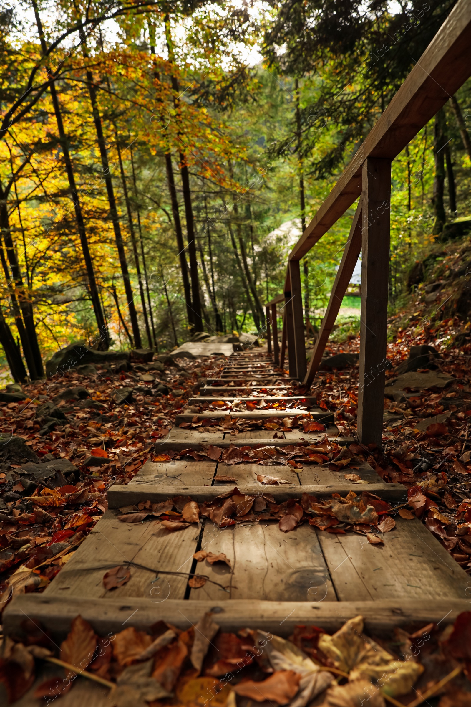 Photo of Picturesque view of wooden stairs in beautiful forest on autumn day