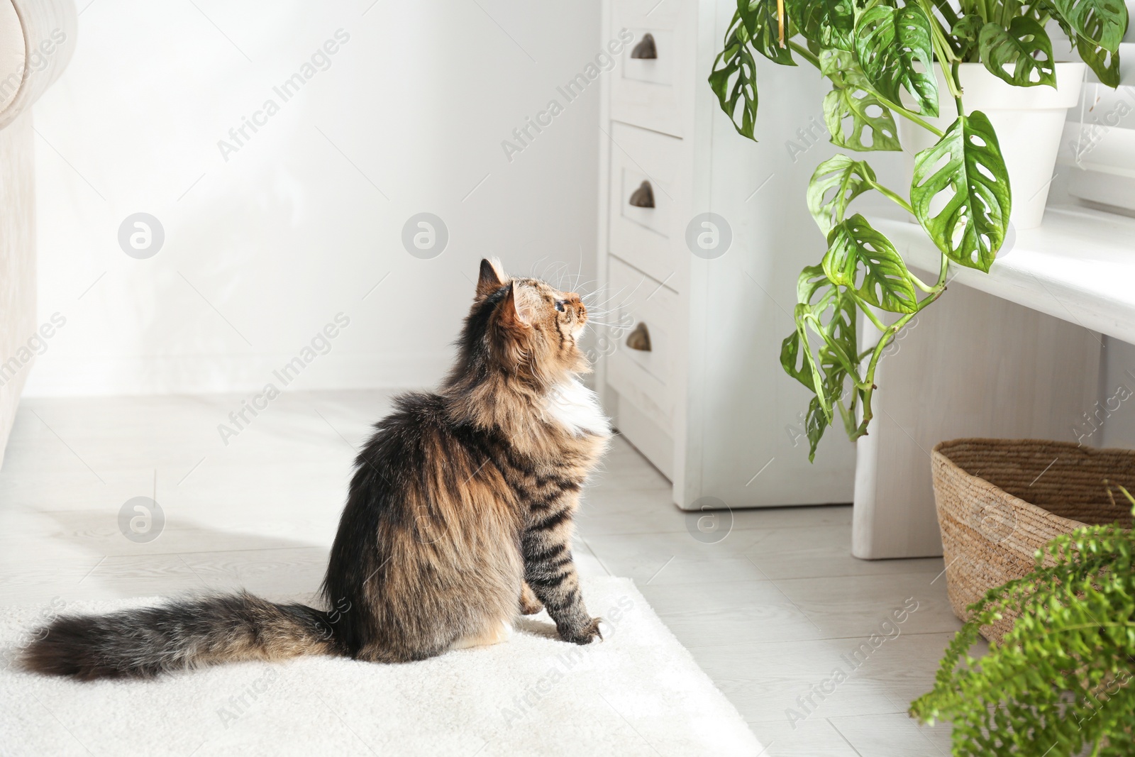 Photo of Adorable cat near houseplants on floor at home