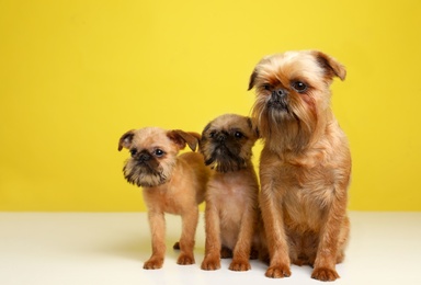 Studio portrait of funny Brussels Griffon dogs on color background