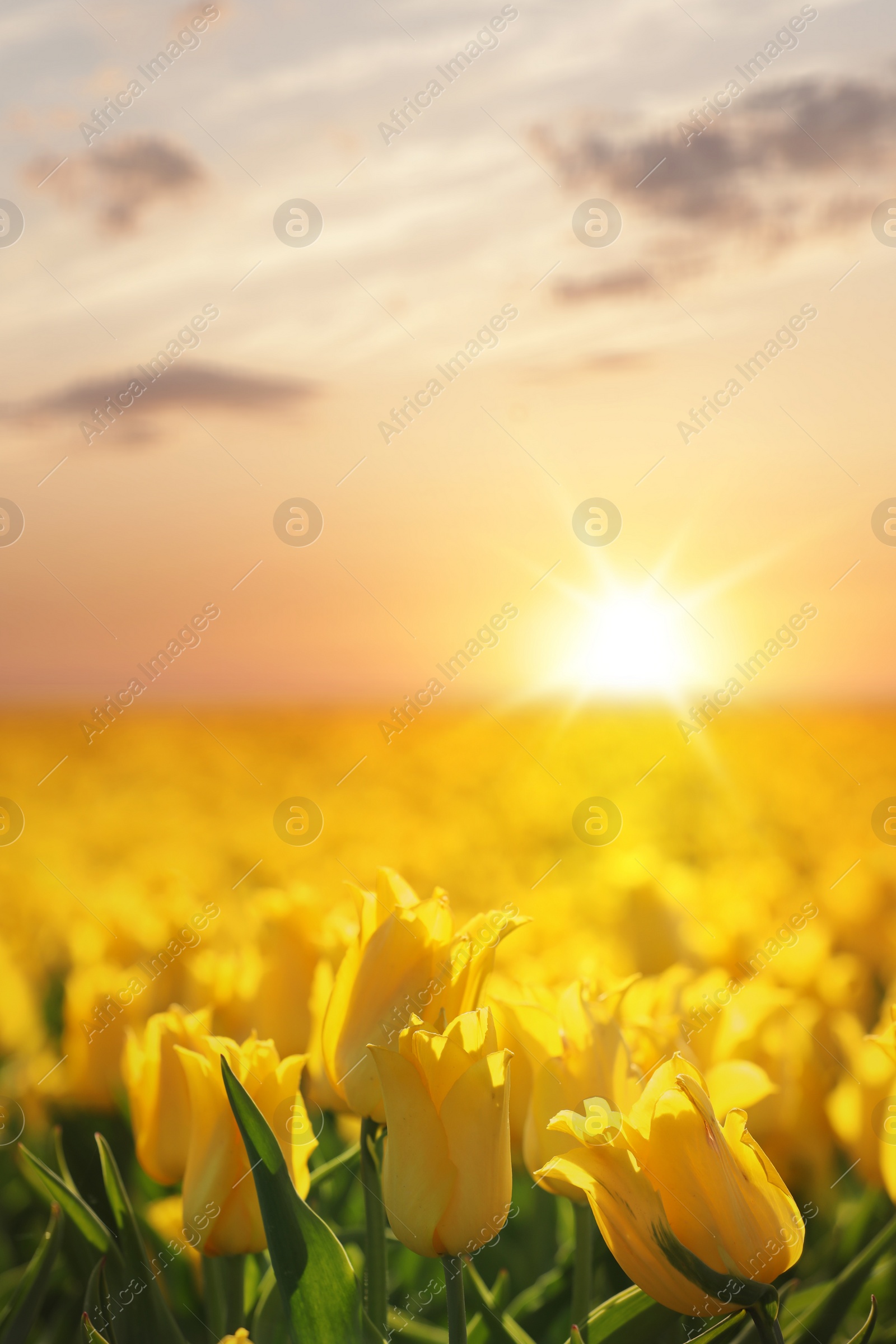 Photo of Beautiful view of field with blossoming tulips on sunny day